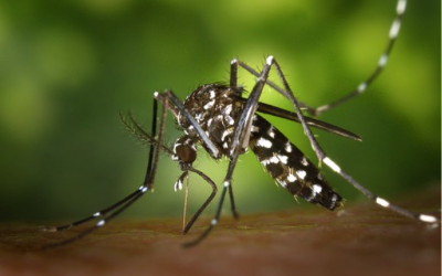 Blog 4: A Preventive Mindset: Guarding Against Tick and Mosquito Bites