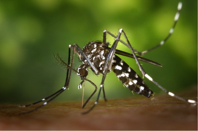 Blog 4: A Preventive Mindset: Guarding Against Tick and Mosquito Bites